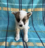Richie, a male Australian Cattle Dog for sale in Mesa, AZ – Photo 2 of 6