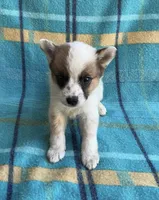 Richie, a male Australian Cattle Dog for sale in Mesa, AZ – Photo 1 of 6