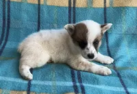 Richie, a male Australian Cattle Dog for sale in Mesa, AZ – Photo 5 of 6