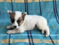 Richie, a male Australian Cattle Dog for sale in Mesa, AZ – Photo 6 of 6