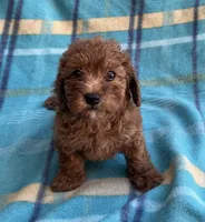 Ruby , a female Poodle - Toy  for sale in Mesa, AZ – 1 of 8