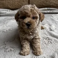 Louie, a male Poodle - Toy  for sale in Mesa, AZ – 10 of 10