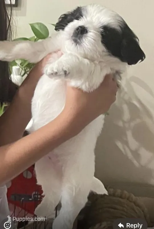 Oreo – Bichon Frise, Shih Tzu puppy for sale in Independence, KY
