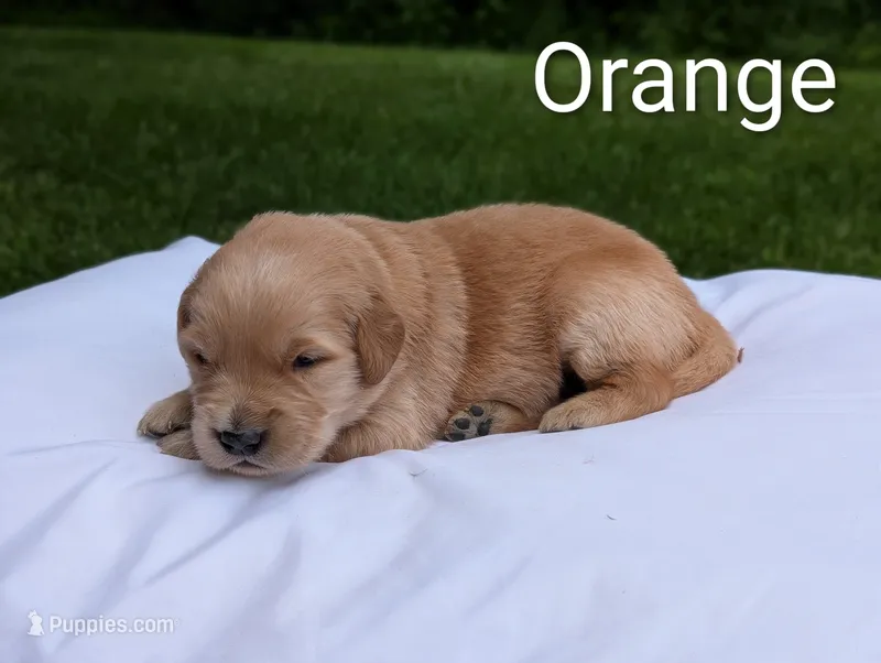 Knox – Golden Retriever puppy for sale in Eureka, IL