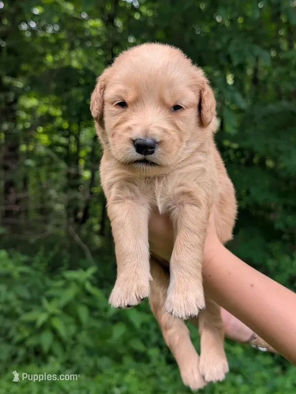 Rhett – Golden Retriever puppy for sale in Eureka, IL