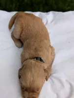 Leo, a male Golden Retriever for sale in Eureka, IL – 2 of 6