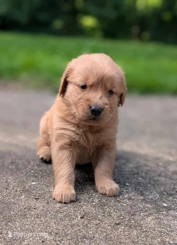 Rafe – Golden Retriever puppy for sale in Eureka, IL