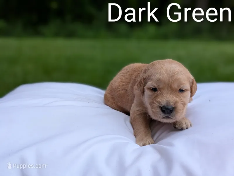 Violet – Golden Retriever puppy for sale in Eureka, IL