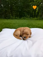 Knox, a male Golden Retriever for sale in Eureka, IL – 2 of 6