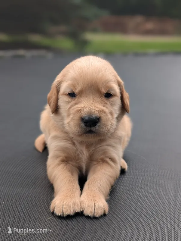 Knox – Golden Retriever puppy for sale in Eureka, IL