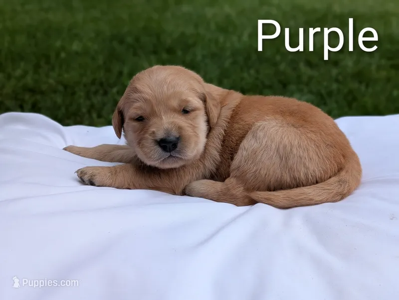 Iris – Golden Retriever puppy for sale in Eureka, IL