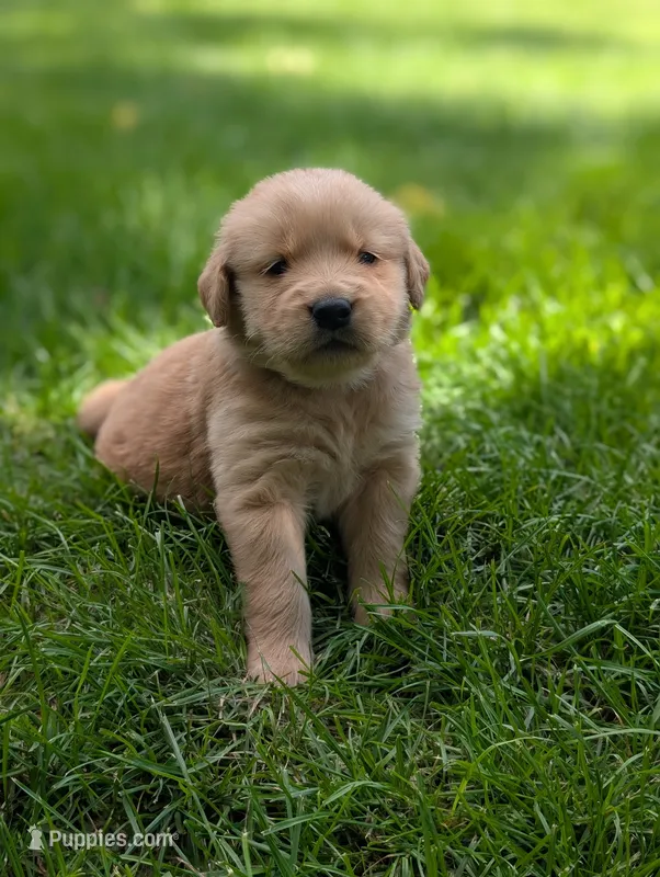 Rhett – Golden Retriever puppy for sale in Eureka, IL