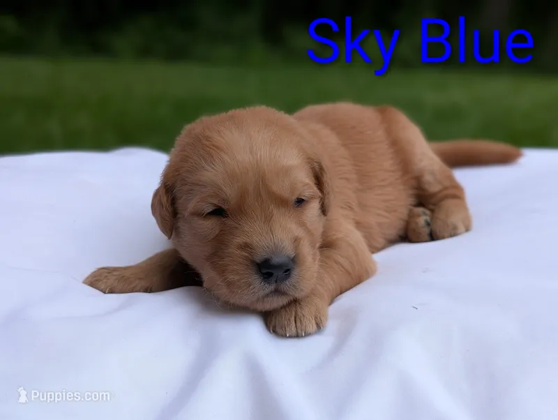 Rafe – Golden Retriever puppy for sale in Eureka, IL