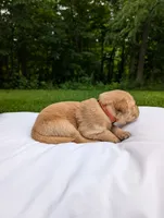 Knox, a male Golden Retriever for sale in Eureka, IL – 3 of 6