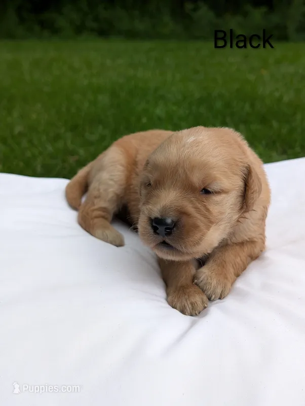 Leo – Golden Retriever puppy for sale in Eureka, IL