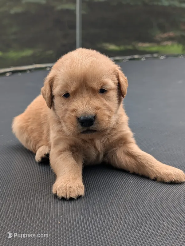 Rafe – Golden Retriever puppy for sale in Eureka, IL