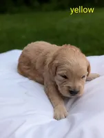 Daisy, a female Golden Retriever for sale in Eureka, IL – 2 of 5