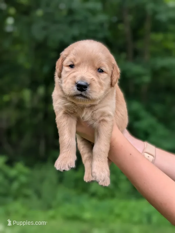 Knox – Golden Retriever puppy for sale in Eureka, IL