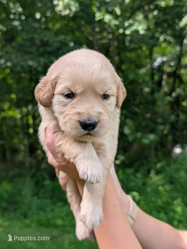 Daisy – Golden Retriever puppy for sale in Eureka, IL
