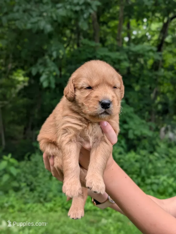 Rafe – Golden Retriever puppy for sale in Eureka, IL
