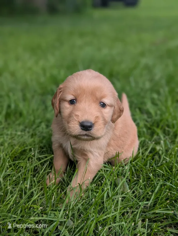 Rhett – Golden Retriever puppy for sale in Eureka, IL