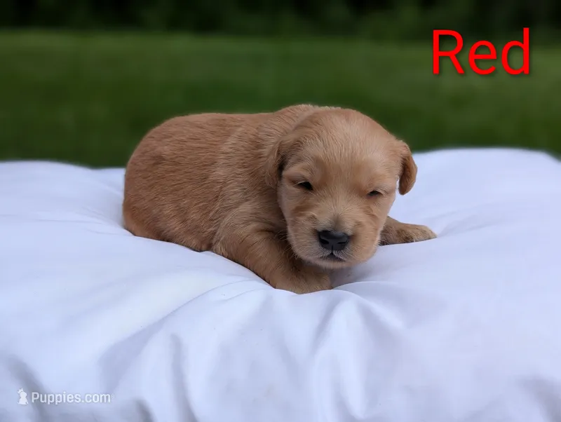 Rhett – Golden Retriever puppy for sale in Eureka, IL
