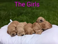 Violet, a female Golden Retriever for sale in Eureka, IL – 4 of 6