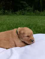 Brooks, a male Golden Retriever for sale in Eureka, IL – 2 of 6