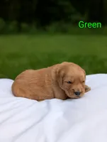Brooks, a male Golden Retriever for sale in Eureka, IL – 1 of 6