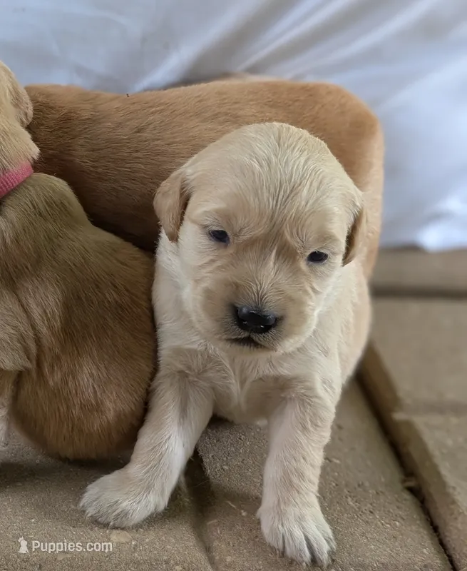 Daisy – Golden Retriever puppy for sale in Eureka, IL