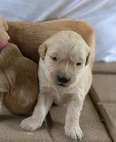 Daisy, a female Golden Retriever for sale in Eureka, IL – 1 of 5