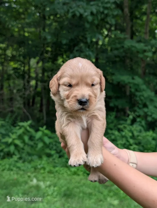 Leo – Golden Retriever puppy for sale in Eureka, IL