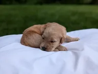 Violet, a female Golden Retriever for sale in Eureka, IL – 3 of 6