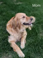 Brooks, a male Golden Retriever for sale in Eureka, IL – 5 of 6