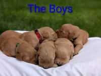 Rafe, a male Golden Retriever for sale in Eureka, IL – 3 of 5