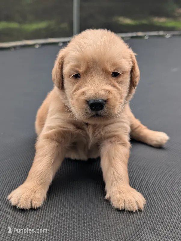 Rhett – Golden Retriever puppy for sale in Eureka, IL