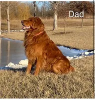 Rafe, a male Golden Retriever for sale in Eureka, IL – 5 of 5