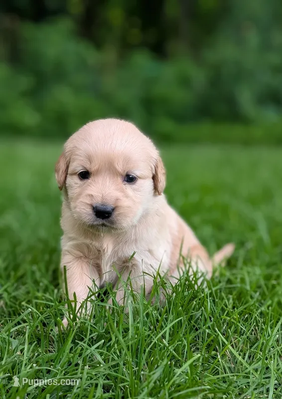 Daisy – Golden Retriever puppy for sale in Eureka, IL