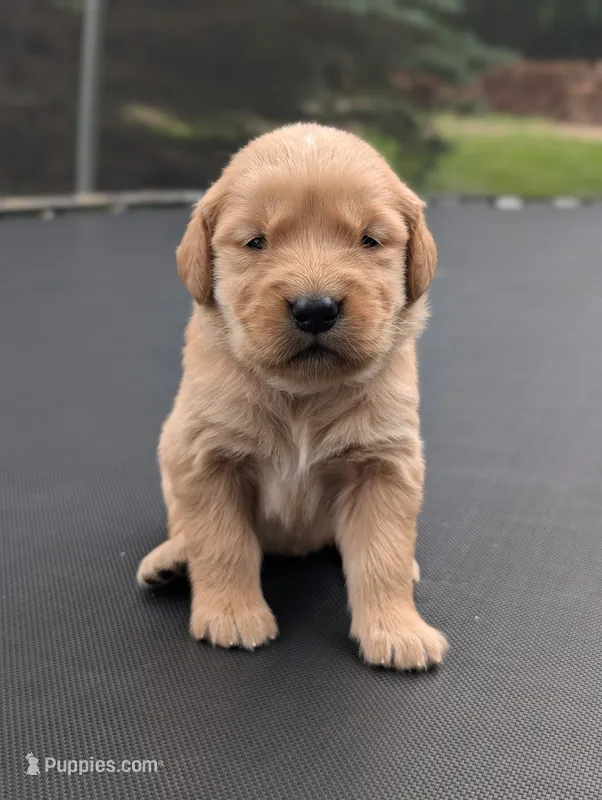 Leo – Golden Retriever puppy for sale in Eureka, IL