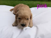 Poppy, a female Golden Retriever for sale in Eureka, IL – 1 of 5