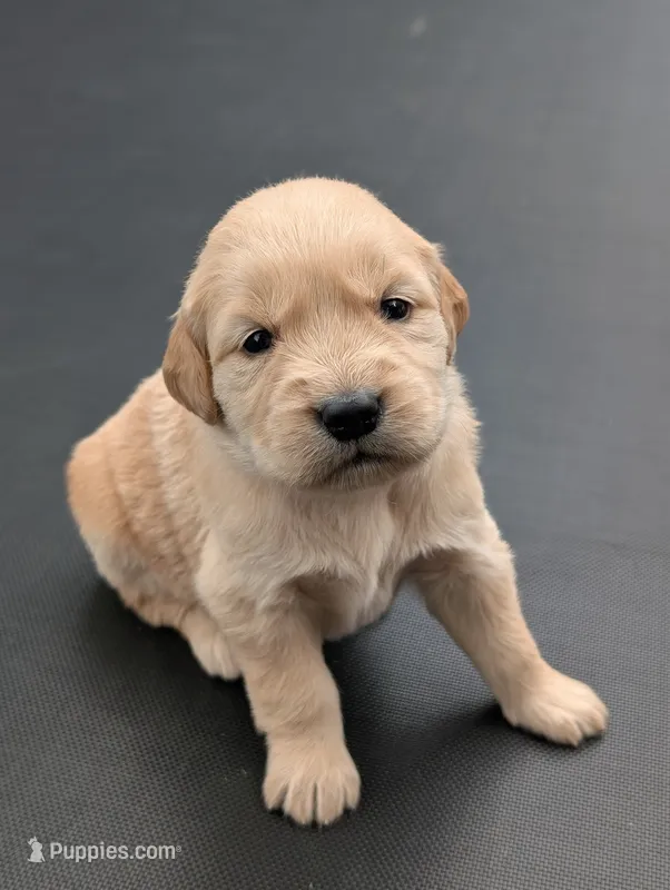 Daisy – Golden Retriever puppy for sale in Eureka, IL