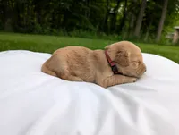 Poppy, a female Golden Retriever for sale in Eureka, IL – 2 of 5