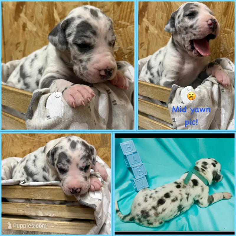 Baby blue collar – Great Dane puppy for sale in Marshville, NC