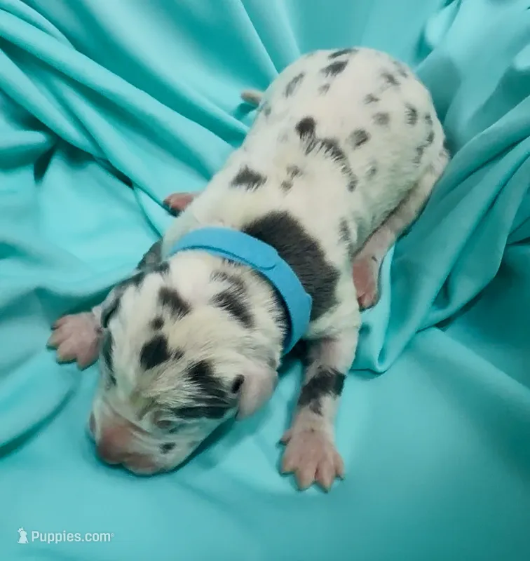 Baby blue collar – Great Dane puppy for sale in Marshville, NC