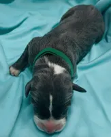 Dark green, a male Great Dane for sale in Marshville, NC – 3 of 3