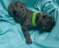 Lime green, a male Great Dane for sale in Marshville, NC – 2 of 3