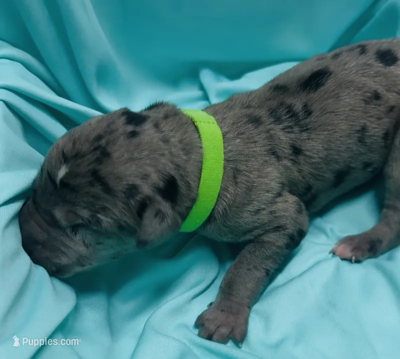 Lime green – Great Dane puppy for sale in Marshville, NC