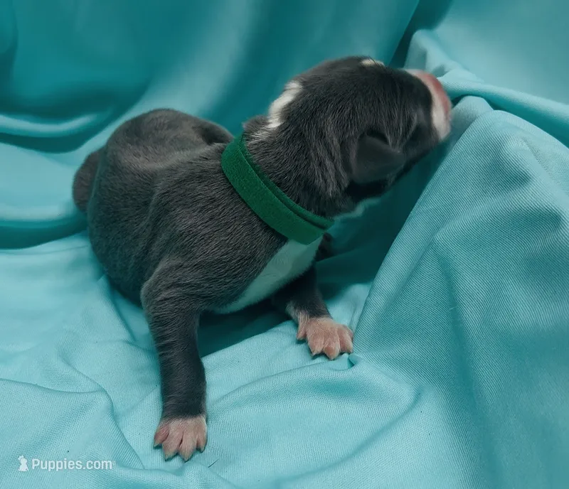 Dark green – Great Dane puppy for sale in Marshville, NC