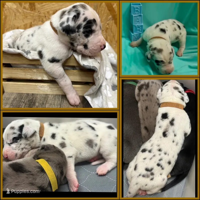 Brown – Great Dane puppy for sale in Marshville, NC