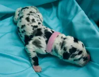 Light Pink, a female Great Dane for sale in Marshville, NC – 2 of 3